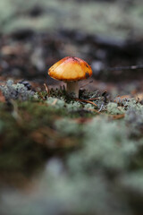 A young mushroom grows in moss. Сoniferous forest 