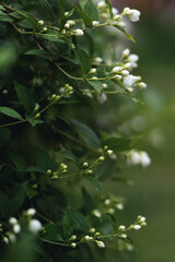 Young flowering shoots of mock orange. Summer has come 