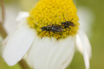 Copulation of long-legged flies on a flower 