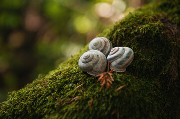 Three seashells lie on a mossy branch in the forest 