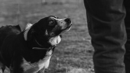 Perro mirando a su dueño