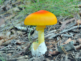 Mushroom (Amanita caesareaoides)
