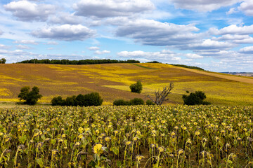 beautiful clouds over the sunflower field