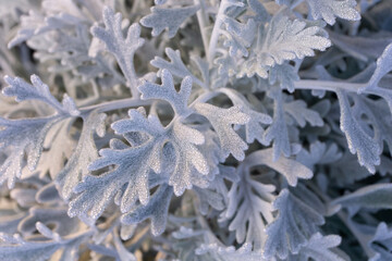 Silvery blue cineraria leaves in dew drops