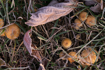 The last autumn mushrooms in the grass covered with hoarfrost among the fallen leaves top view
