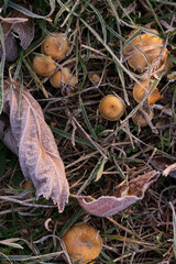 The last autumn mushrooms in the grass covered with hoarfrost among the fallen leaves top view