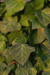 Green ivy leaves covered with frost in the rays of the sun background 
