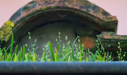 Grass grows on the house's gutter.