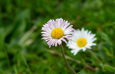 Long blooming of daisies in nature,with old petals