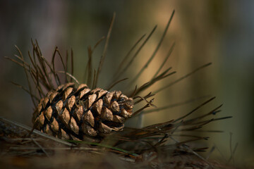 pine cones on the light