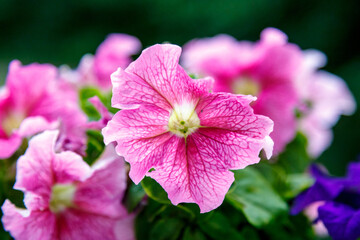 Obraz premium Closeup of colorful flower