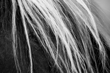 Closeup of horse showing white hair above the eye