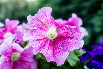 Closeup of colorful flower