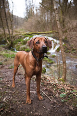 Rhodesian Ridgeback in nature. A hound in the forrest