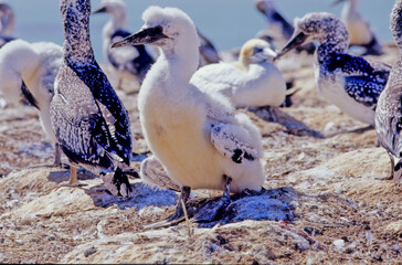Australasian gannet