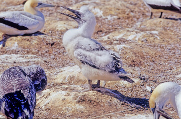 Obraz premium Australasian gannet