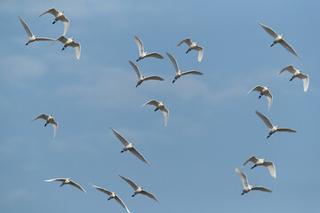 Cattle Egrets flying at Buri farm, Bahrain