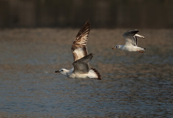 Lesser Black-backed Gull chased by black-headed gull for afish  at Tubli bay, Bahrain