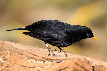 Male blackbird looking for food