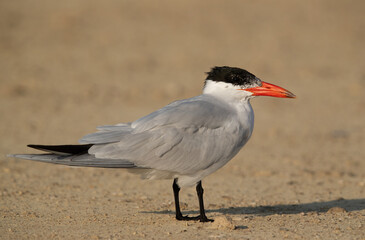 Portrait of a Caspian tern at Busaiteen coast, Bahrain