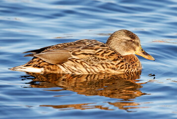 Female mallard