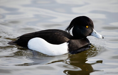 Drake tufted duck