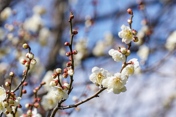 梅の開花