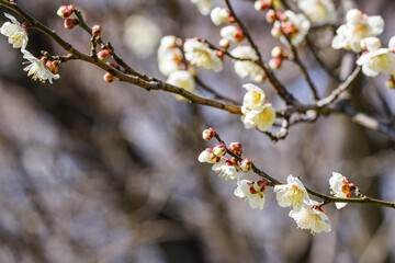 梅の開花