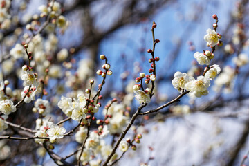 梅の開花