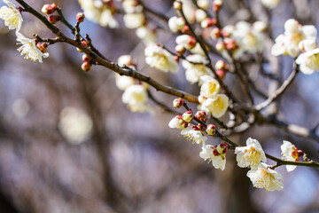梅の開花