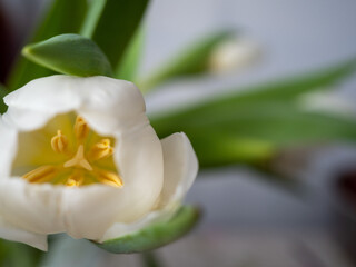 White tulip close up. Beautiful tulip flower.