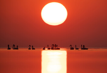 Greater Flamingos and beautiful sunrise at Asker coast of Bahrain