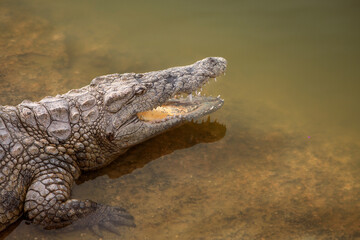 a close-up photo of a crocodile. Reptile and predator