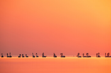 Fototapeta na wymiar Greater Flamingos wading in the morning hours at Asker coast of Bahrain