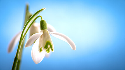 Snowdrop flowers bloom. Beautiful white flowers on a blue background. High quality photo.
