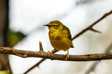 Little wild yellow canary perched on a branch