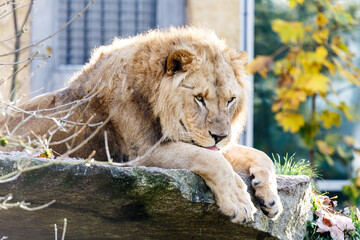 Captive lion resting on a rocky shelf