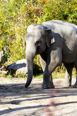 African elephant at the zoo