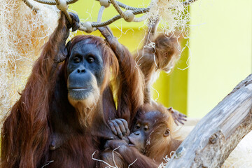 Obraz premium Orangutan Orang Utan