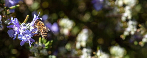 Honey bee on rosemary flower. Honeybee collect nectar from blue purple blossom, close up view