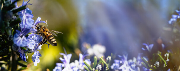 Bee on blue purple blossom.  Honey bee on rosemary flower close up. Spring pollination