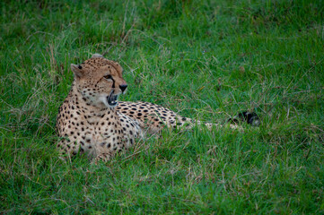 Fototapeta na wymiar yawning male cheetah