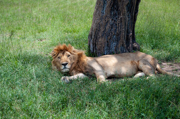 male resting lion 