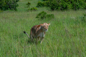 hunting lioness © Johanna