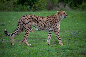 female cheetah hunting
