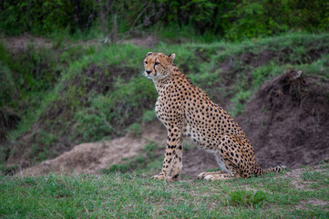 sitting female cheetah