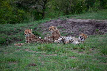 three young cheetahs resting