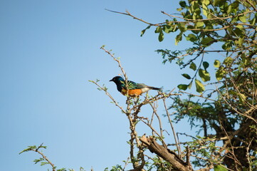Kingfisher on branch