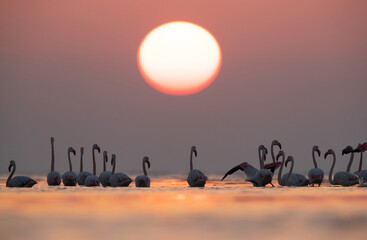 Greater Flamingos wading and beautiful sunrise at Asker coast of Bahrain