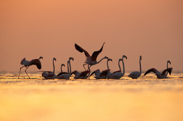 Fototapeta premium Greater Flamingos the start of takeoff at Asker coast during sunrise, Bahrain